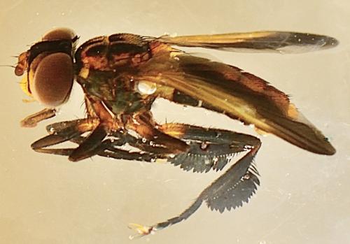 Trichopoda pictipennis